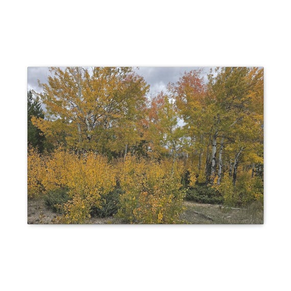 Golden Fall Aspens canvas print