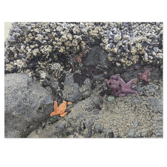 Tide Pool Sea Stars jigsaw puzzle